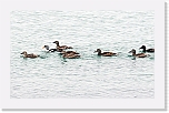 kyhmyhaahka king eider 3764 * 800 x 494 * (293KB)